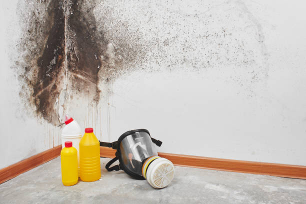 Mold Removal and Inspection in Lawrenceville, GA