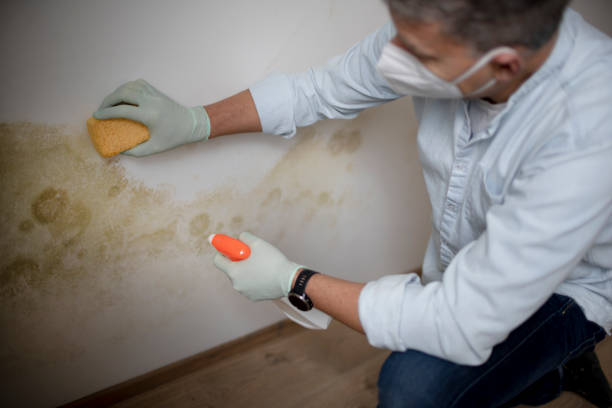 Best Professional Mold Removal  in Lawrenceville, GA